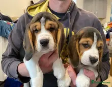 Beagle-Welpen zu verkaufen