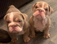 Englische Bulldoggenwelpen