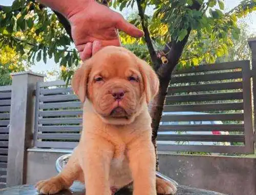 Dogue de Bordeaux-Welpen für drinnen und draußen zum Verkauf