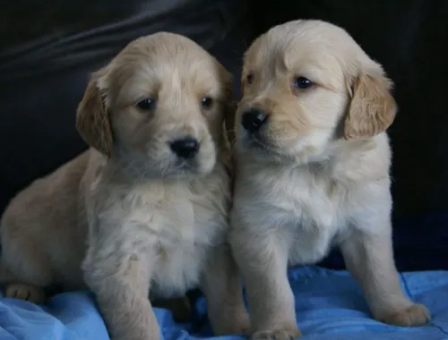 Golden Retriever-Welpen