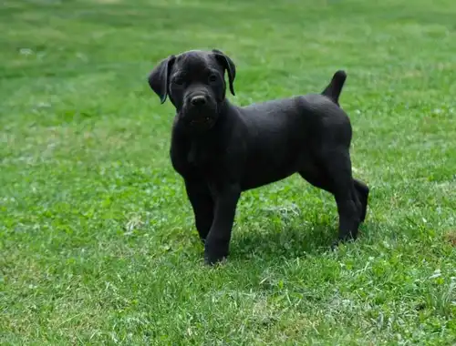 Boerboel (Südafrikanischer Mastiff) Welpen zum Verkauf