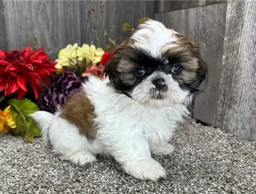 Bezaubernde Shih Tzu-Welpen zur Adoption