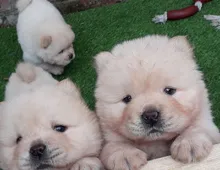 Chow-Chow-Welpen zu verkaufen