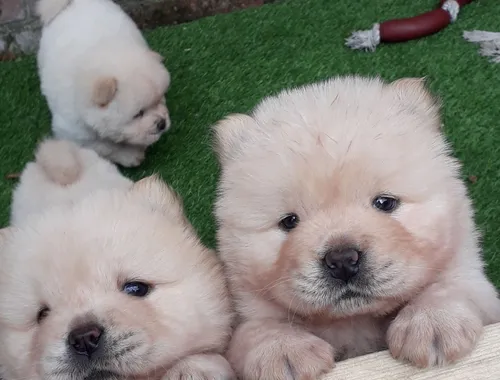 Chow-Chow-Welpen zu verkaufen