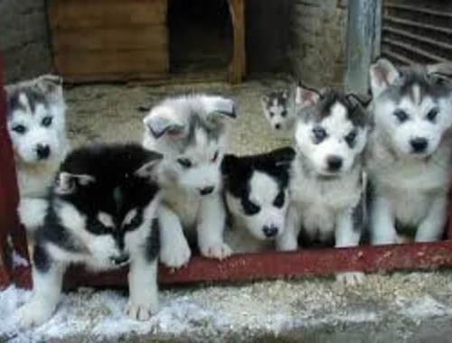 Siberian Husky-Welpen verfügbar, ab 10 Wochen