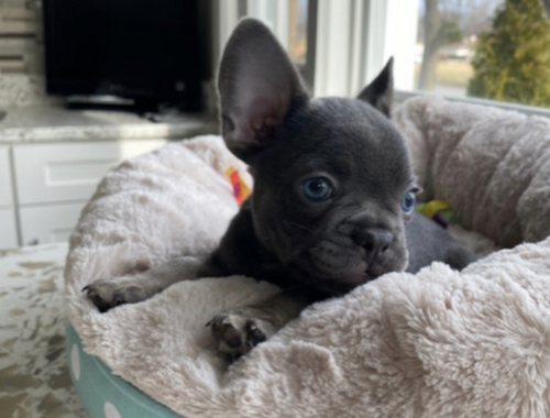 Wunderschöne Französische Bulldogge Welpen zu verkaufen