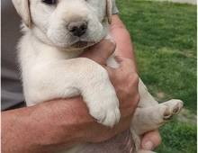 Labrador Welpen mit Ahntafel