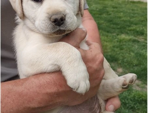 Labrador Welpen mit Ahntafel