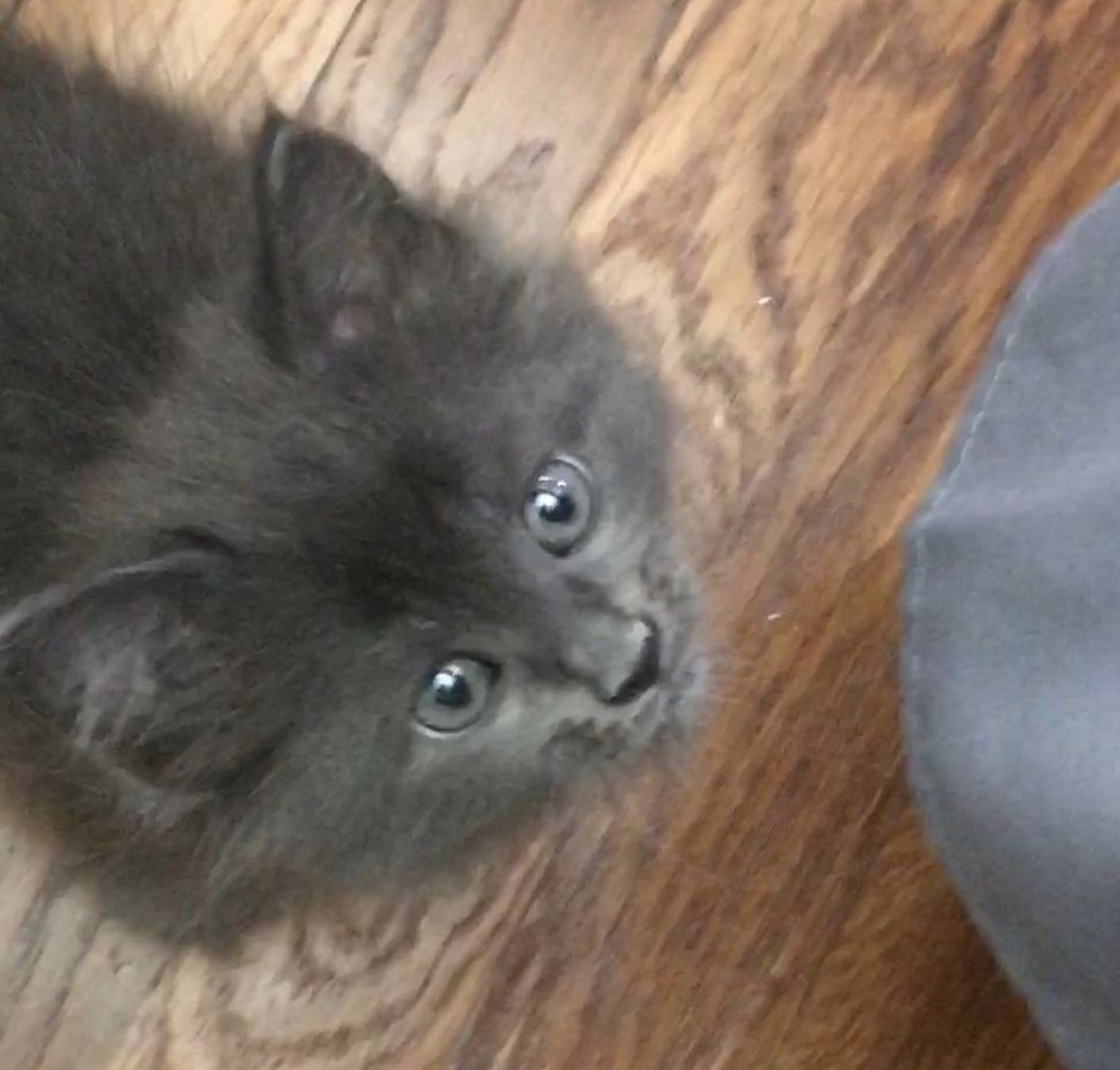 Wunderschöne Britisch Kurzhaar