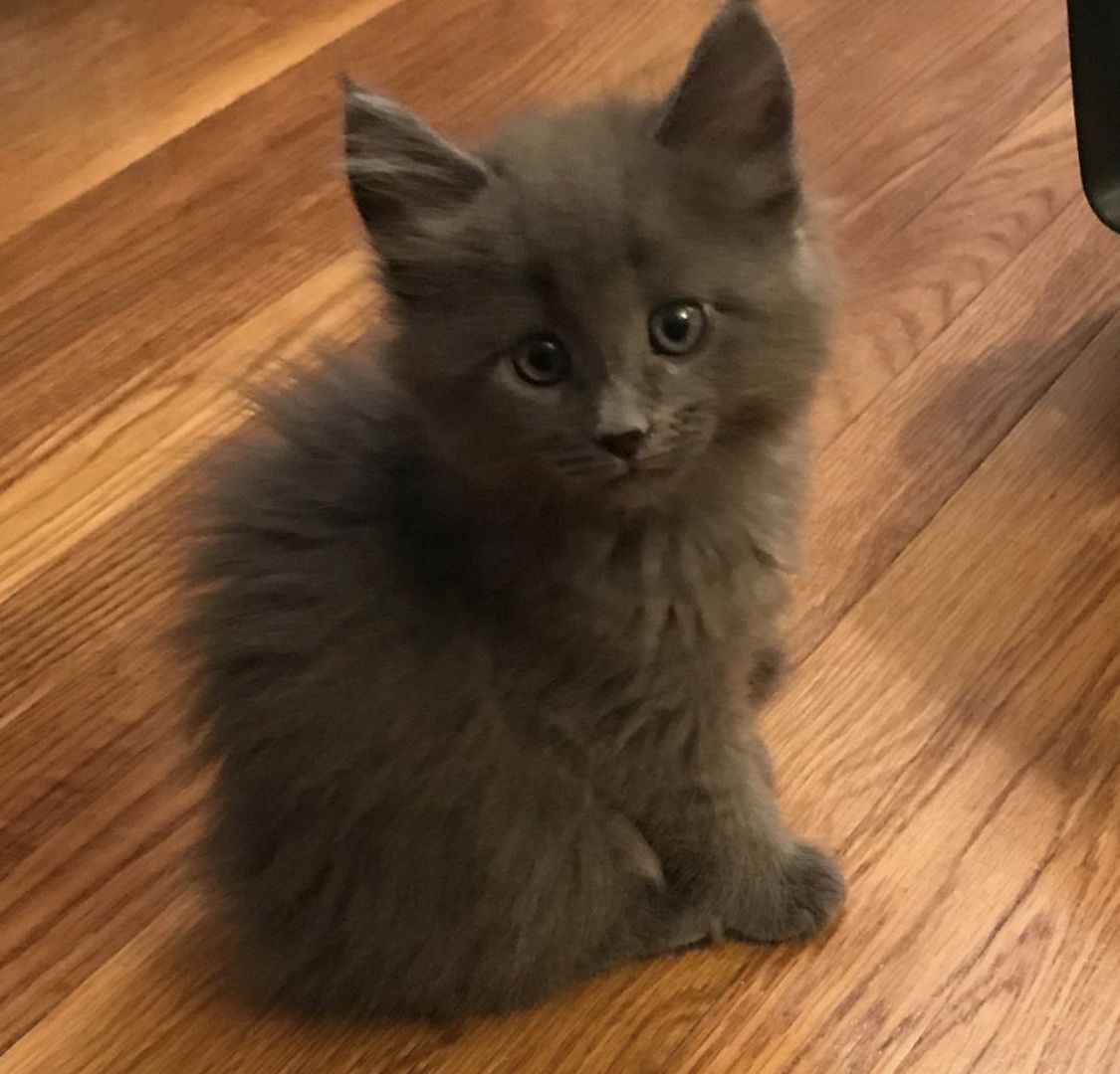 Wunderschöne Britisch Kurzhaar