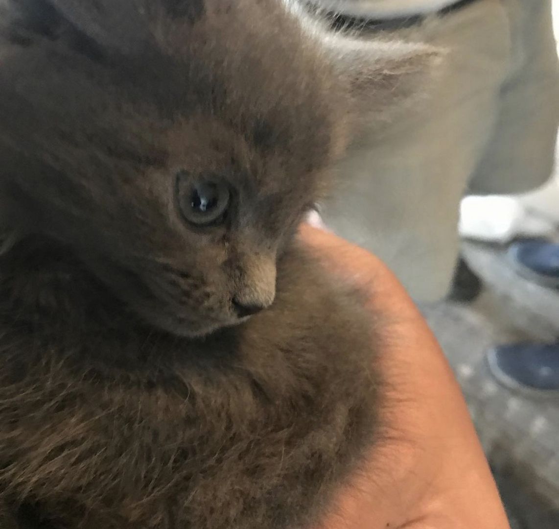 Wunderschöne Britisch Kurzhaar