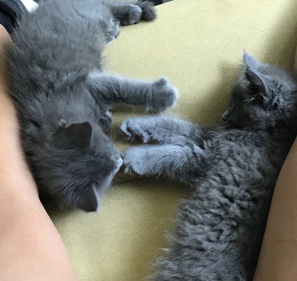 Wunderschöne Britisch Kurzhaar