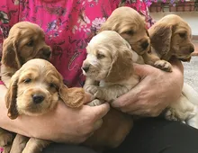 Cocker Spaniel Welpen suchen liebevolle Zuhause