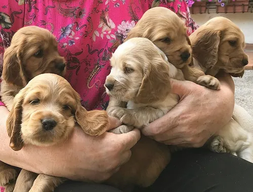 Cocker Spaniel Welpen suchen liebevolle Zuhause