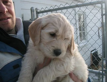 Goldendoodle Medium F2 und F2B Welpen:  Whats App: +49 15218927086.