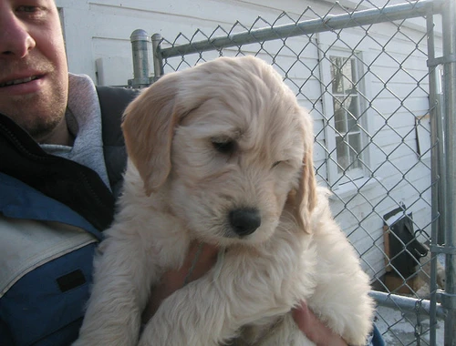 Goldendoodle Medium F2 und F2B Welpen:  Whats App: +49 15218927086.