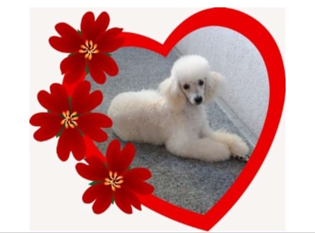 Zwergpudelhündin sucht neues Zuhause