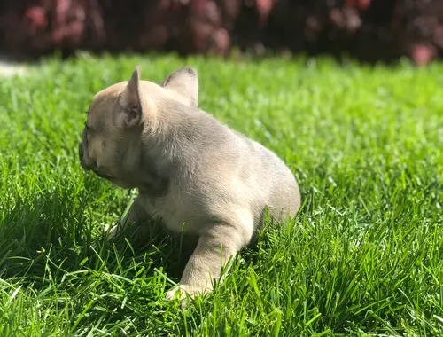 Reinrassige französische Bulldoggenwelpen