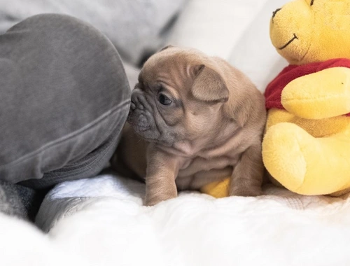 Schöne Französische Bulldoggenwelpen verfügbar