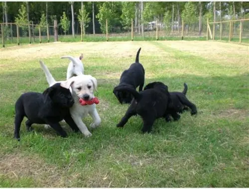 Labrador Welpen mit Ahntafel .