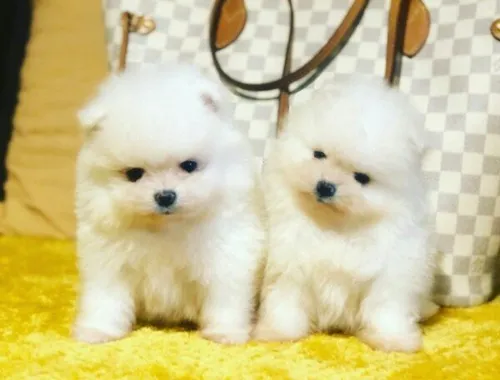 zwergspitz Pomeranian Welpen ,,