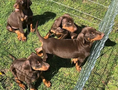 Dobermannwelpen zu verkaufen .