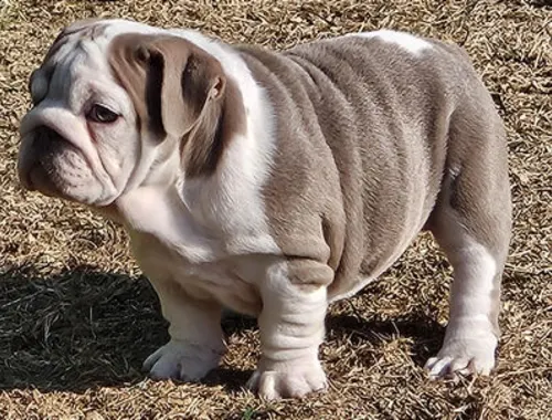 Englische Bulldoggenwelpen .