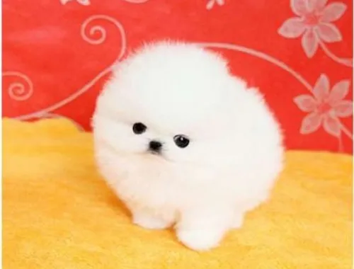 MINI POMERANIAN ZWERGSPITZ BOO WELPEN ZUM VERSCHENKEN.