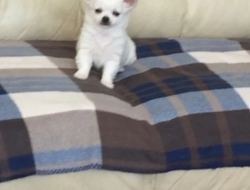 Schöne Chihuahua-Welpen verfügbar  Whatsapp  +4915218927086.