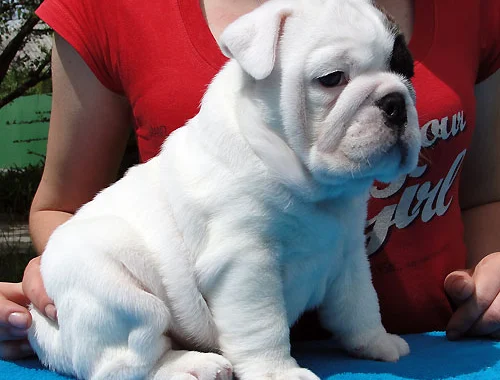 Französische Bulldoggenwelpen  Whatsapp  +4915218927086.