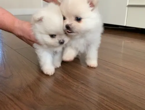 süßer, aufgeweckter Pomeranian Zwergspitz zu verkaufen Whatsapp  +4915218927086.