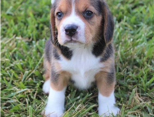 Gesunde Beagle-Welpen zu verkaufen :Whats App: +49 15218927086