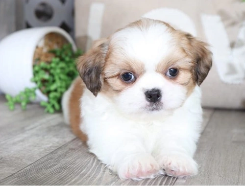 Entzückende Shih Tzu-Welpen zur Neuvermittlung:Whats App: +49 15218927086