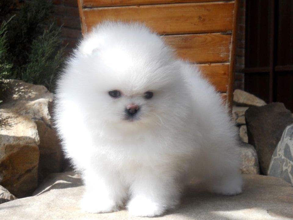 Pomeranian Zwergspitz Originale Boo Welpen Pomeranian Zwergspitz Originale Boo Welpen