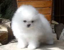 Pomeranian Zwergspitz Originale Boo Welpen