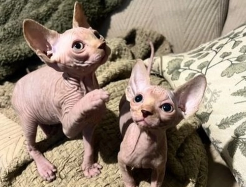 Sphynx Kätzchen jetzt bereit