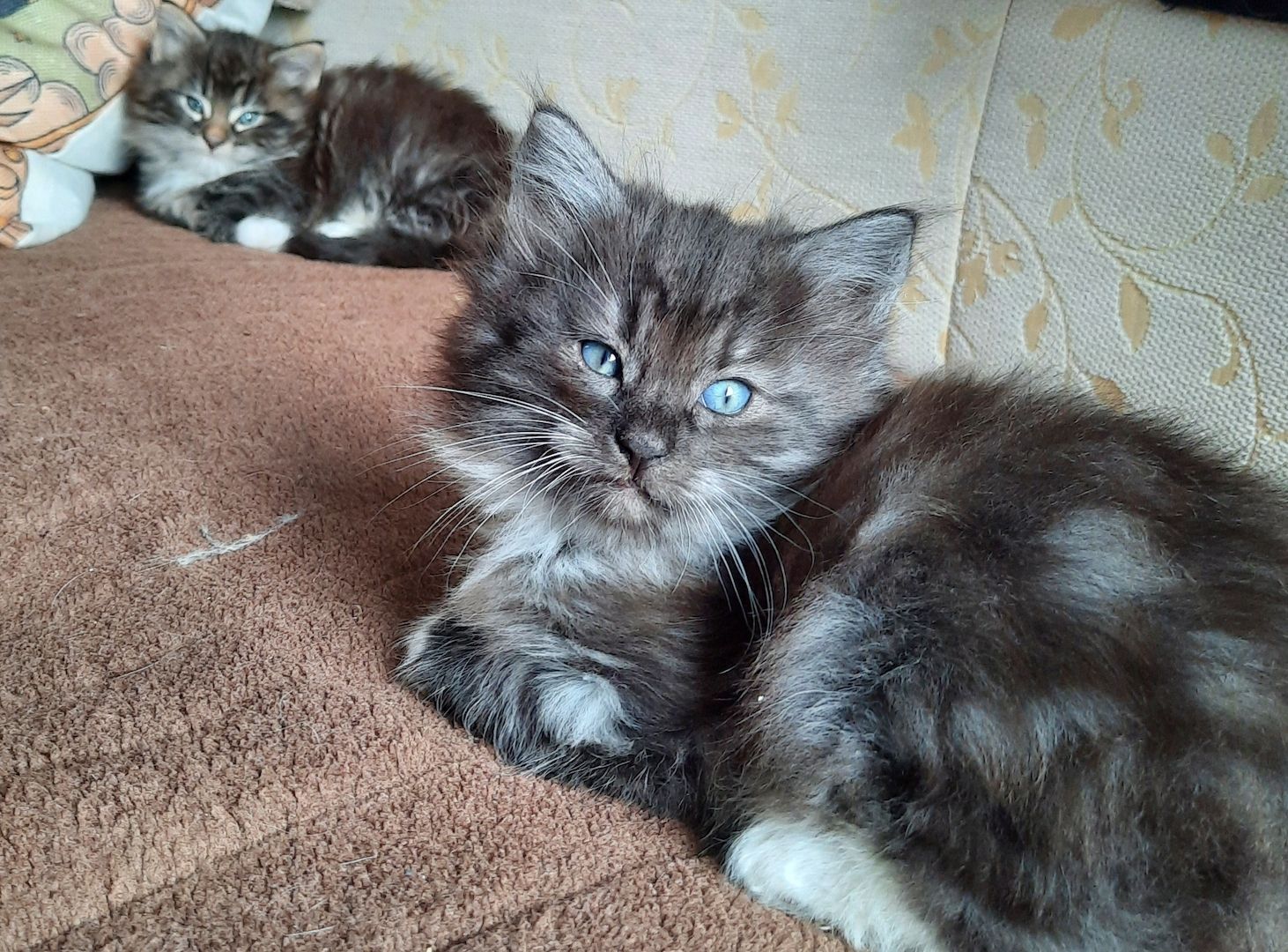 Norwegische Waldkatzen Kitten