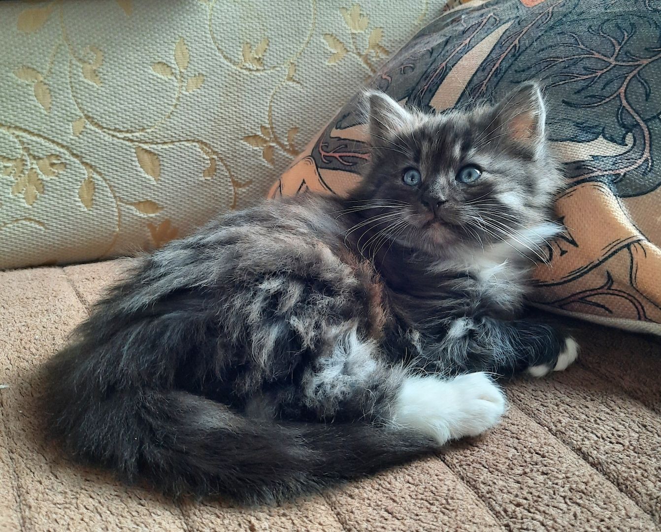 Norwegische Waldkatzen Kitten