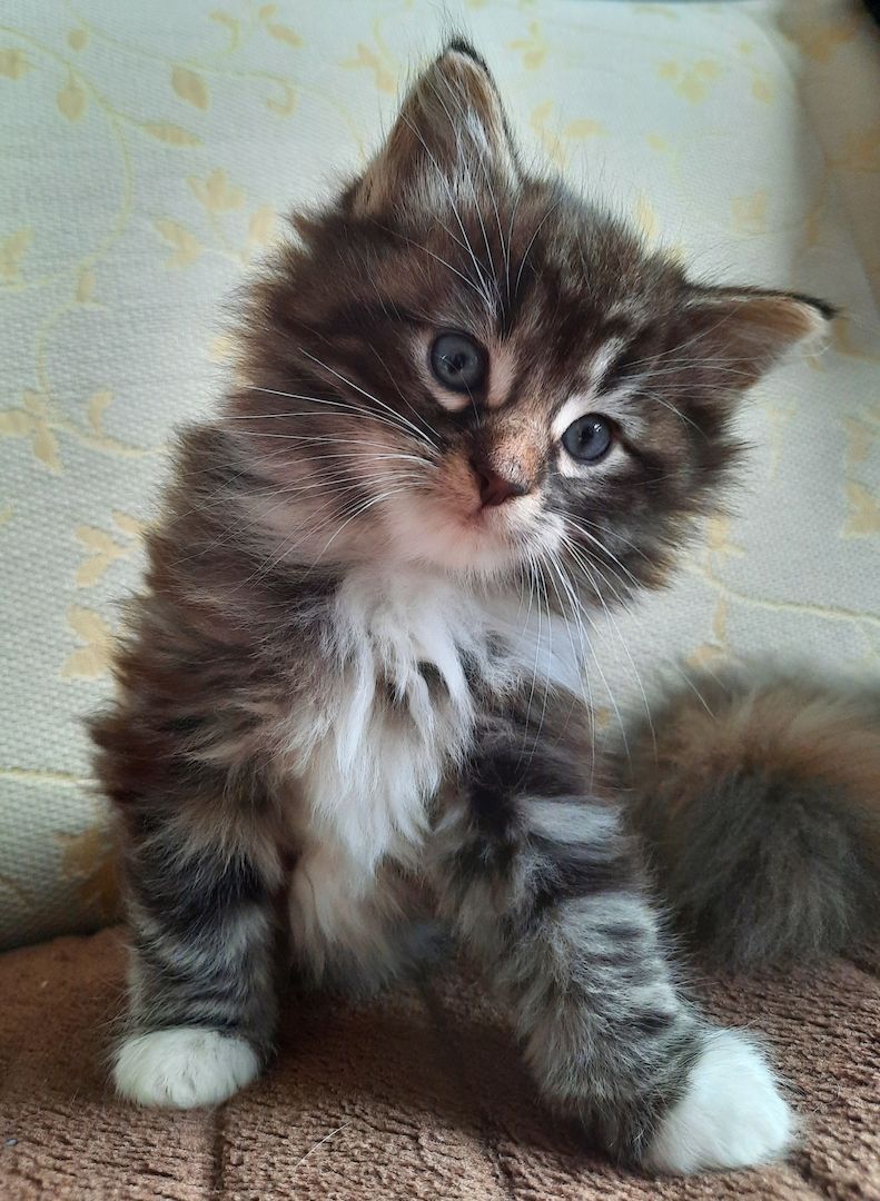 Norwegische Waldkatzen Kitten