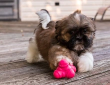 Shih Tzu Welpen jetzt verfügbar Whats App: +49 15218927086