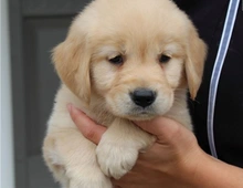 Golden Retriever Welpen mit Ahnentafel : WhatsApp  , +4915218927086.