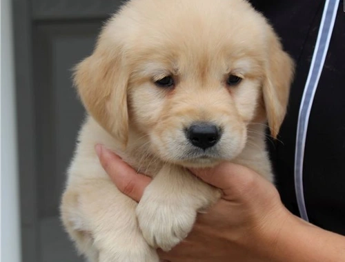 Golden Retriever Welpen mit Ahnentafel : WhatsApp  , +4915218927086.