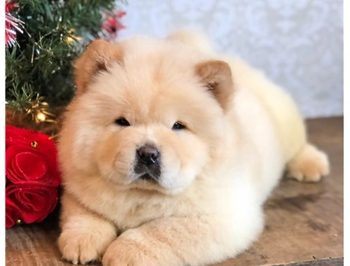 Chow Chow Welpen mit Stammbaum  Whatsapp  +4915218927086.