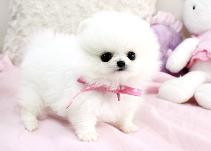 Pomeranian Zwergspitz Welpen Boo Typ