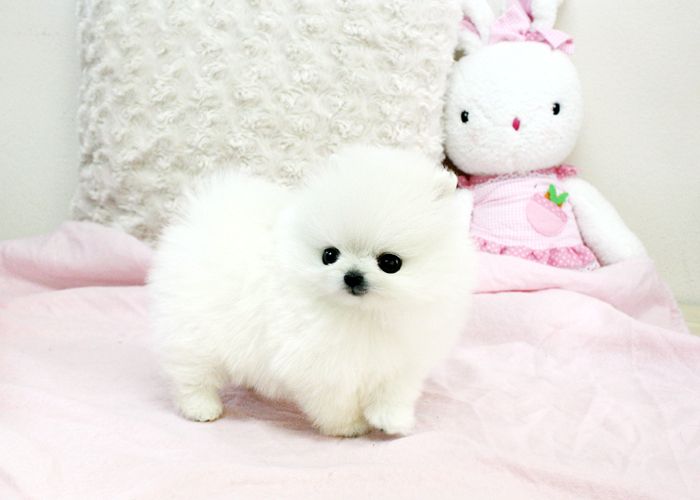 Pomeranian Zwergspitz Welpen Boo Typ