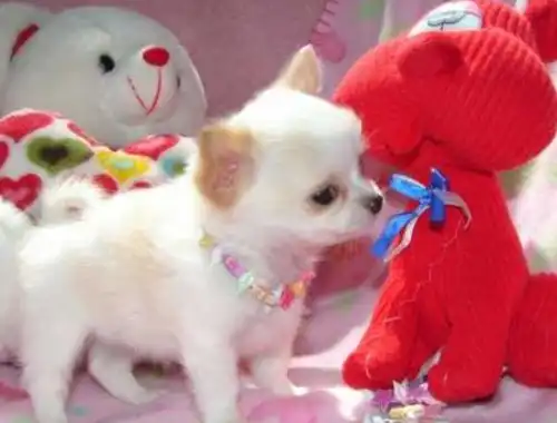 MINI chihuahua welpen ,.