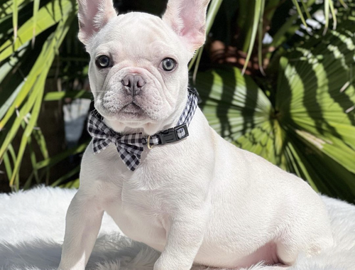 Wunderschöne Französische Bulldogge Welpen