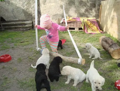 Labrador Welpen mit Ahntafel w