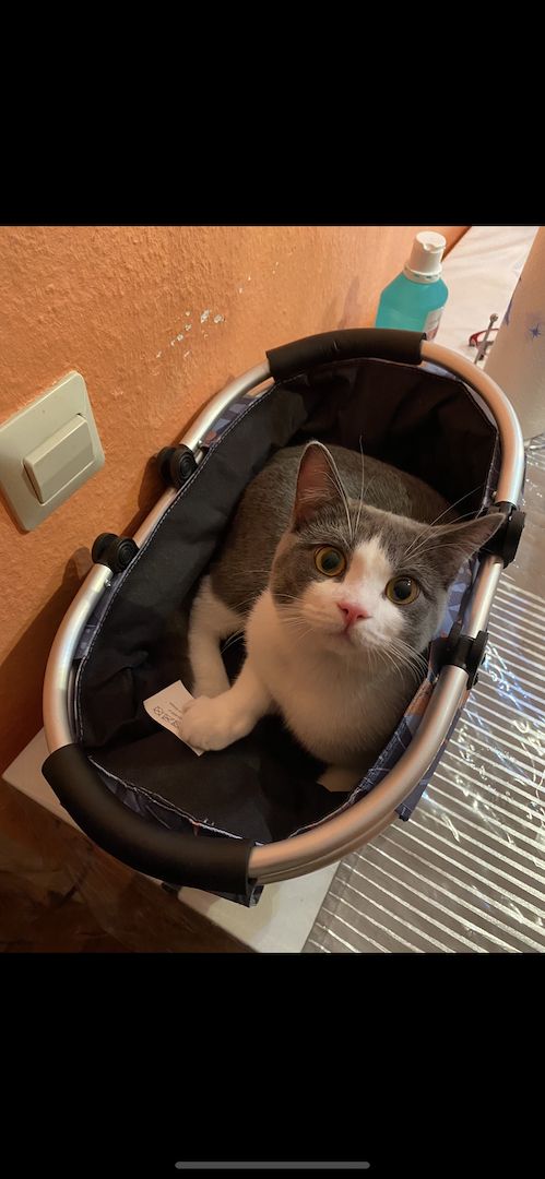 BKH mix Kater, kastriert