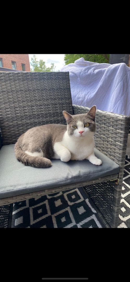 BKH mix Kater, kastriert